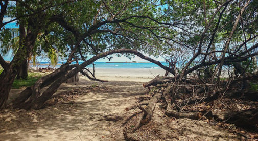 Tamarindo