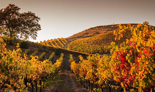 Comforting Autumnal Rhythms in Southern Italy