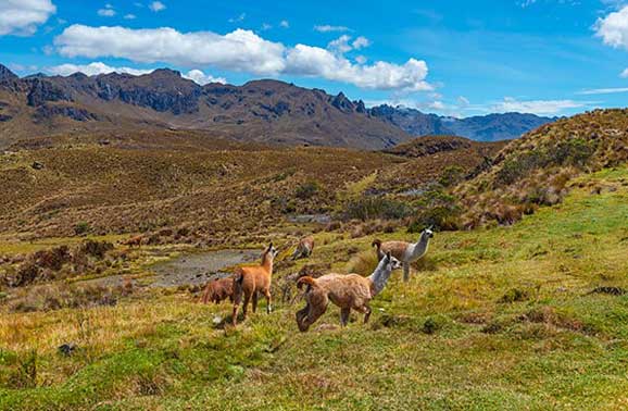 Exploring Cuenca’s Backyard: An Expat’s Guide to Cajas National Park