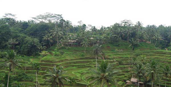 weather times for visiting bali