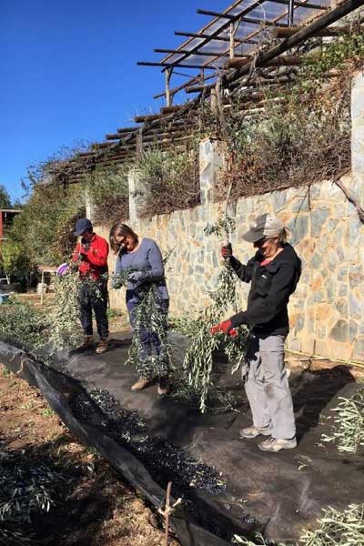 Volunteers (or WWOOFers) live alongside their hosts helping with daily tasks and experiencing life as a farmer.