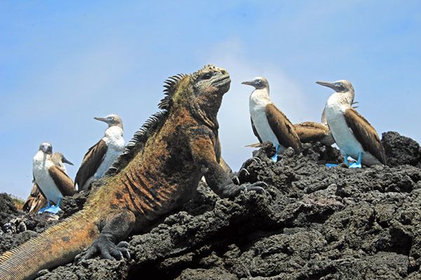 What are the Galápagos Islands Famous for? 