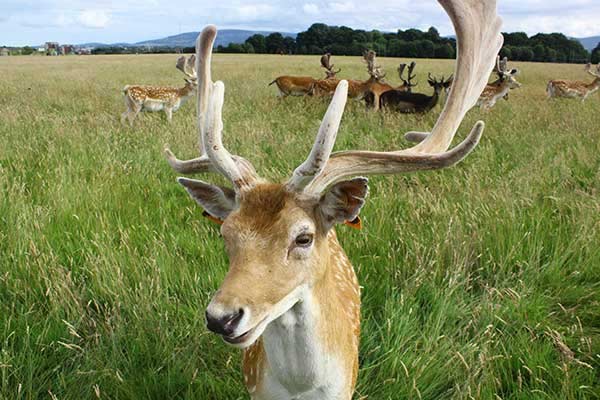 Have a Picnic in the Phoenix Park