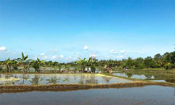 rice fields bali