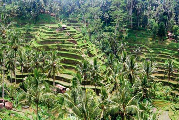 ubud bali 