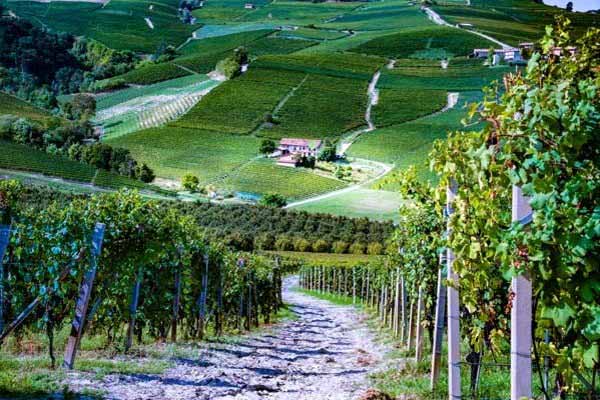 Sample Barbera and Barolo wines at their origin