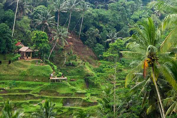 Nature-in-Ubud