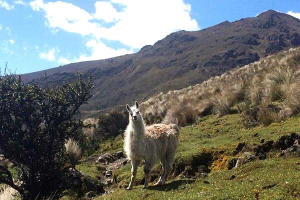 Cajas-National-Park-Llama