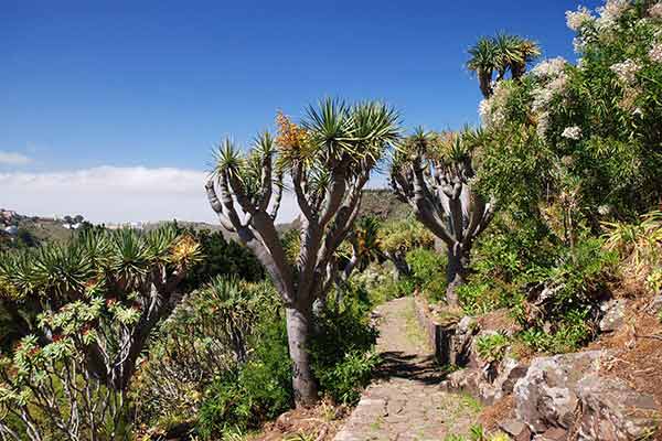 Visit the Botanical Gardens in Las Palmas