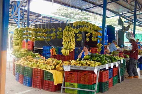 Elesa tends the bananas