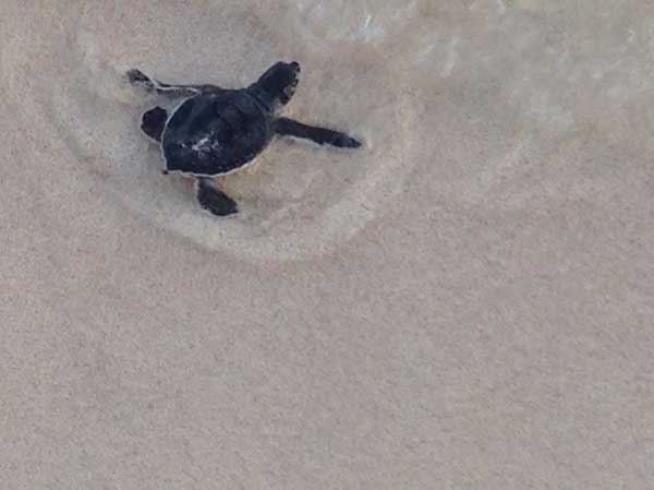 baby turtle